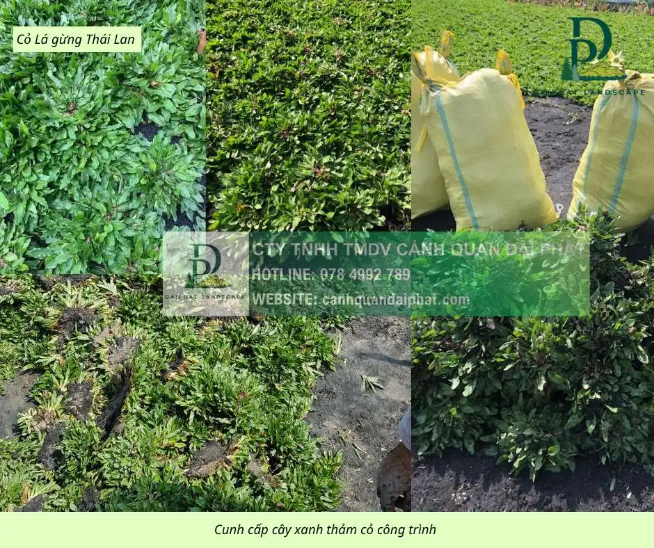 Cung cấp thi công chăm sóc cây xanh thảm cỏ công trình Đồng Nai  220326 6.webp