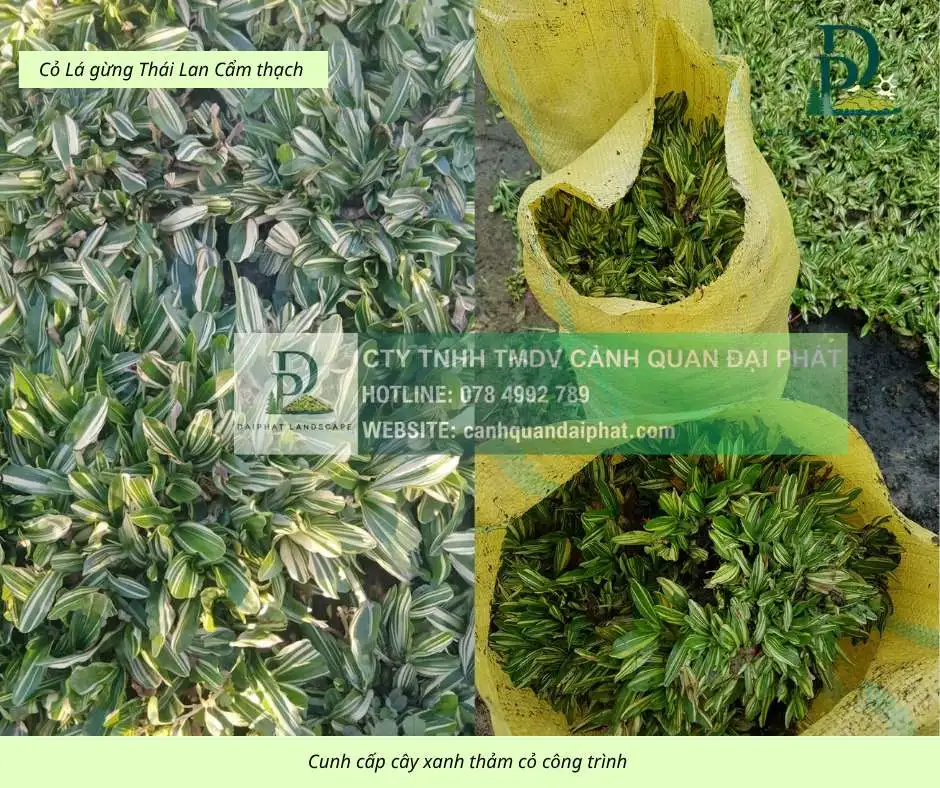 Cung cấp thi công chăm sóc cây xanh thảm cỏ công trình Đồng Nai  220326 7.webp