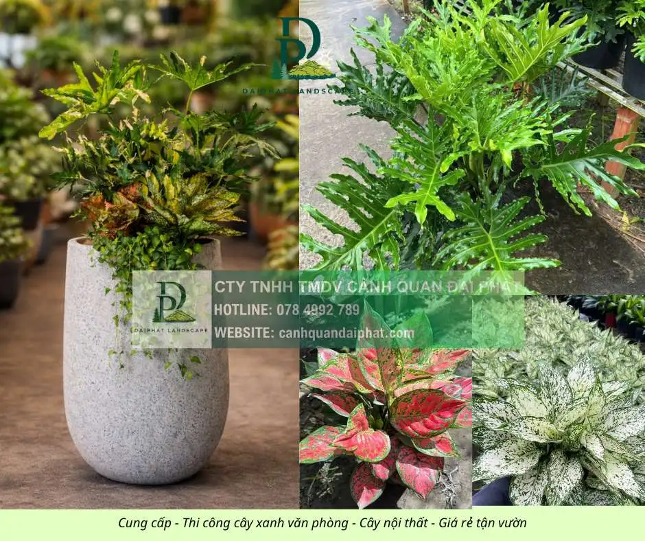 Cung cấp thi công chăm sóc cây xanh văn phòng  120326 1.webp