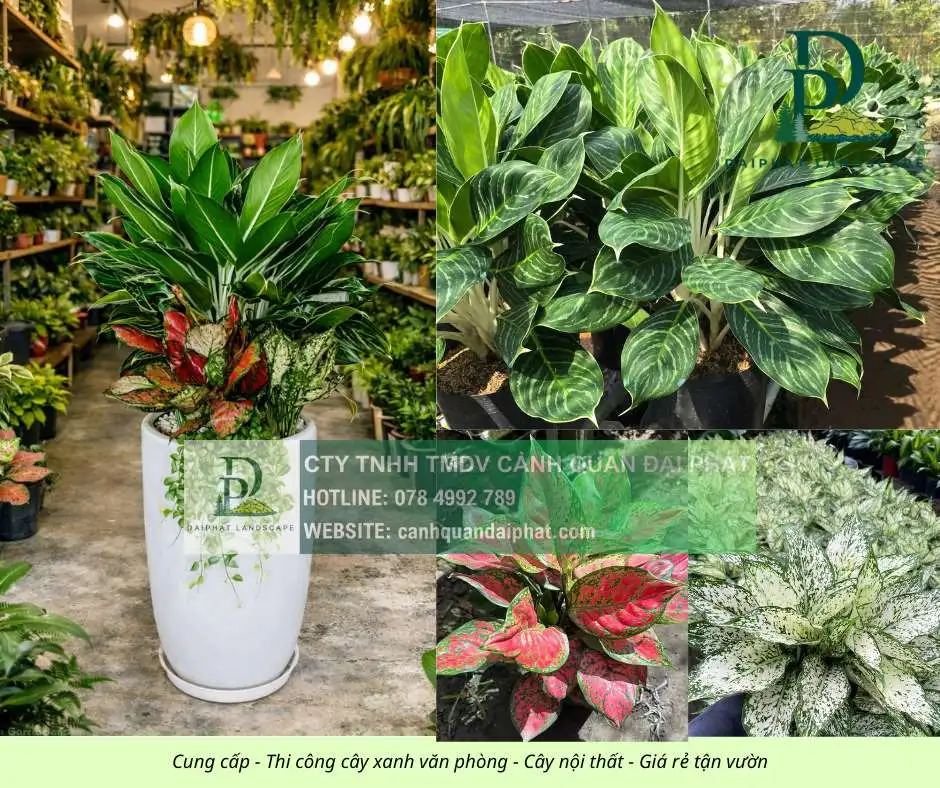 Cung cấp thi công chăm sóc cây xanh văn phòng  120326 3.webp