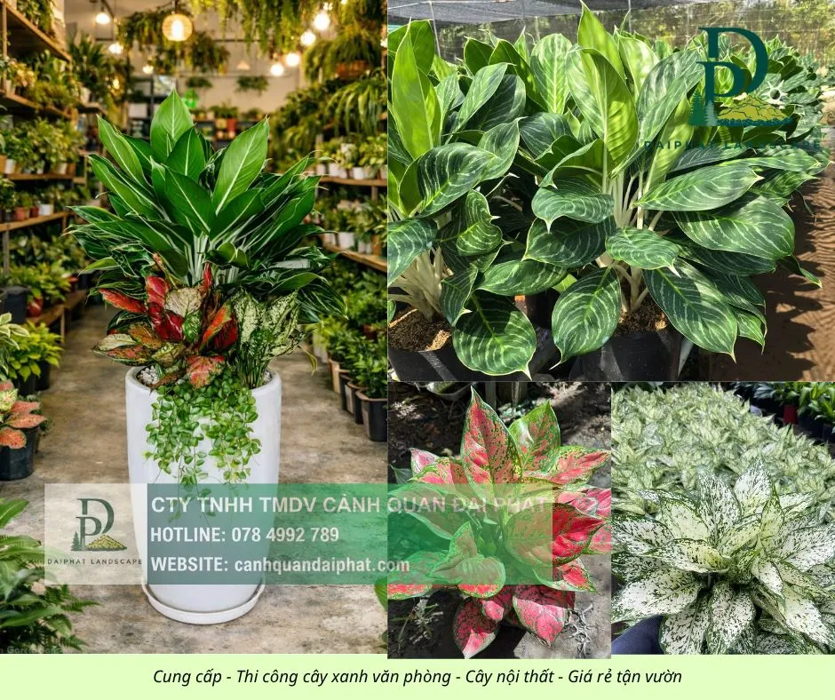 Cung cấp thi công chăm sóc cây xanh văn phòng  200426 4.webp