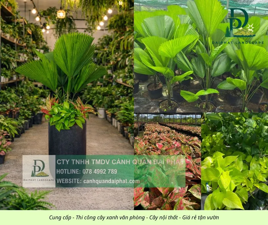 Cung cấp thi công chăm sóc cây xanh văn phòng  200426 5.webp