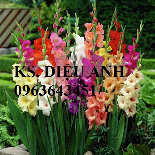 Cut-font-b-Gladiolus-b-font-Seeds-Flower-Seeds-Perennial-Potted-font-b-Plants-b-font.webp