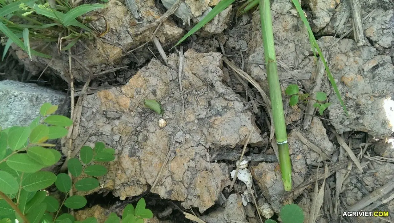 đất sình dưới ao