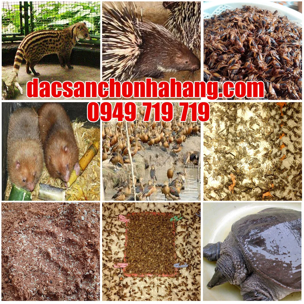 DAC SAN CHO NHA HANG (2) - Copy.webp