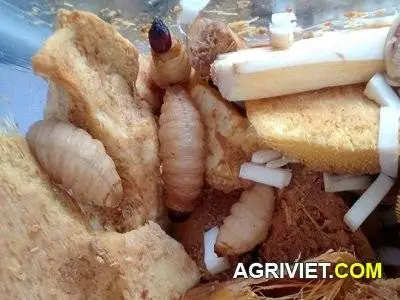 dac san duong dua Ben Tre.webp