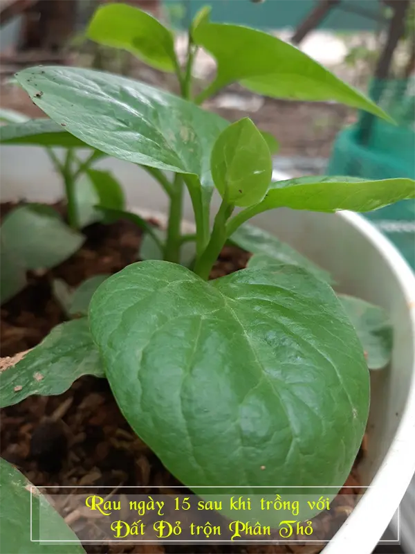 dat-trong-rau-12.webp