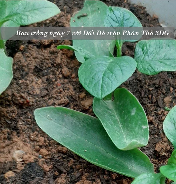 dat-trong-rau-3DG-rau-mung-toi-ngay-7.webp