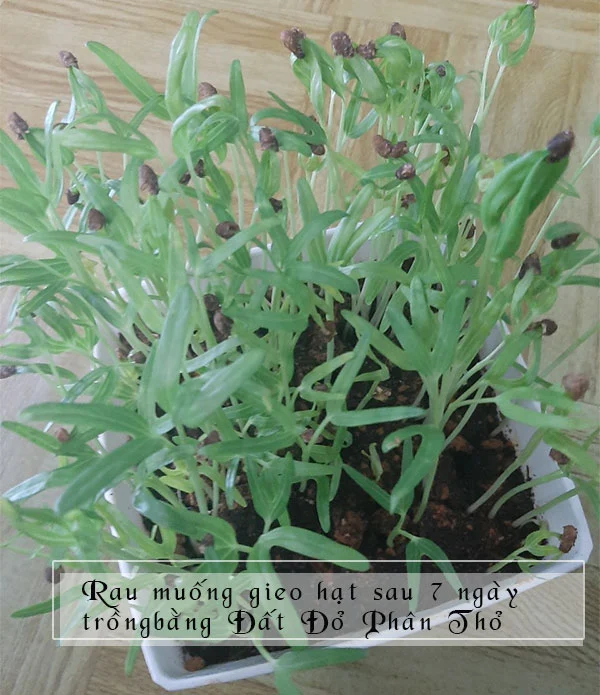 dat-trong-rau-muong-7-ngay.webp