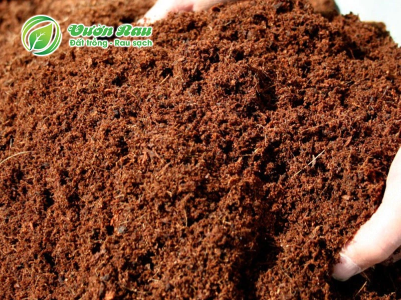 dat trong rau sach tai nha.webp