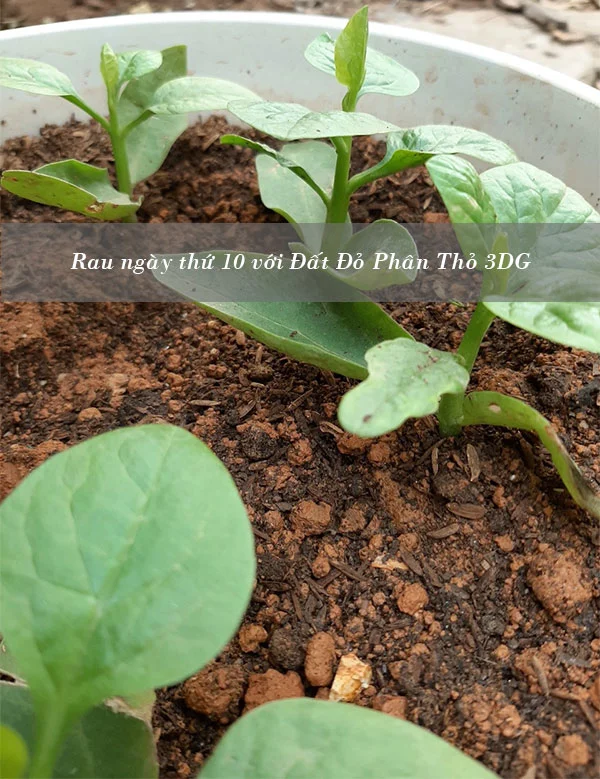 dat-trong-rau-tai-nha-rau-ngay-thu-10.webp