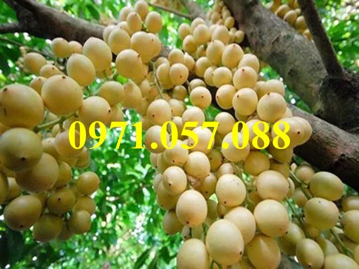 Dâu da thái1_result.webp