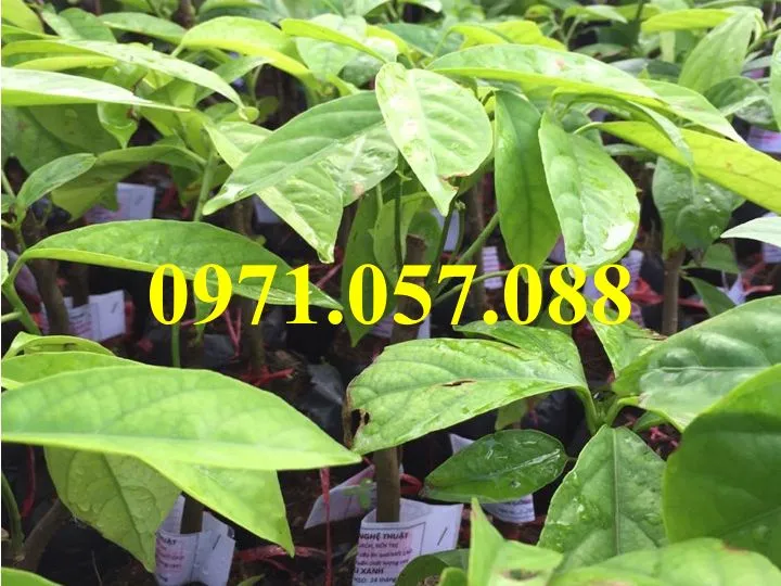 Dâu da thái4_result.webp