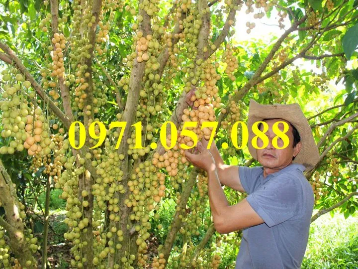 Dâu da thái_result.webp