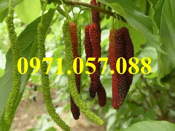 DÂU ĐÀI LOAN QUẢ DÀI1_result.webp