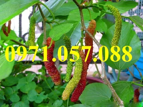 DÂU ĐÀI LOAN QUẢ DÀI2_result.webp