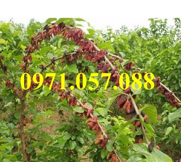 DÂU ĐÀI LOAN QUẢ DÀI4_result.webp