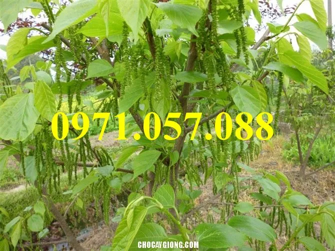 DÂU ĐÀI LOAN QUẢ DÀI_result.webp