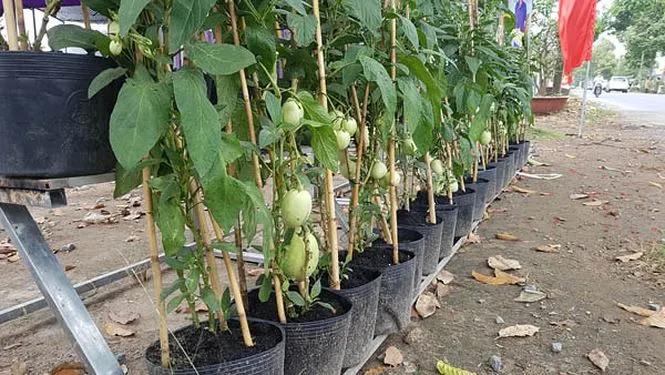 Trồng dâu tây tại TPHCM