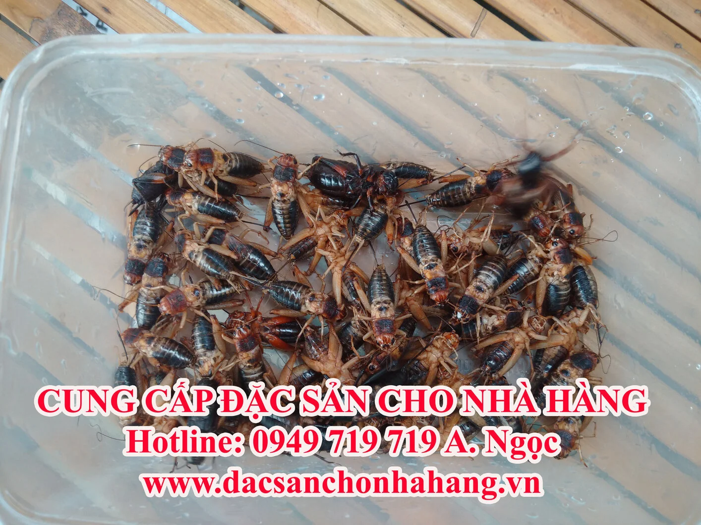 de-trung580 copy.webp