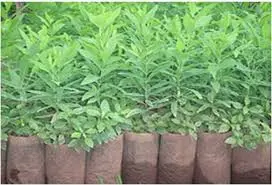 Kính mong được anh-em chỉ giáo và chia sẽ về Cây đàn hương trắng. Cảm ơn rất nhiều !!!