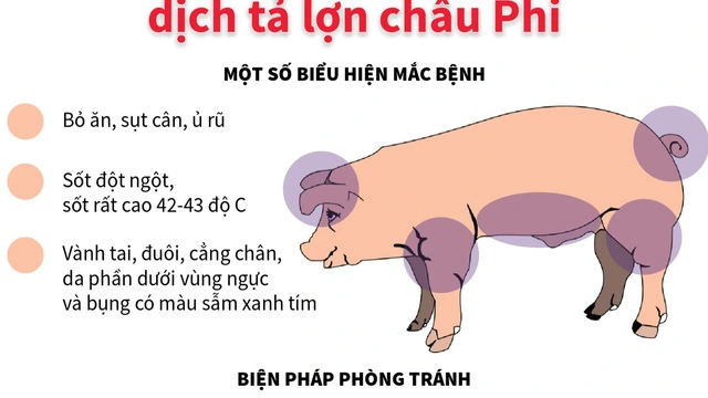 dịch tả lợn châu phi.webp