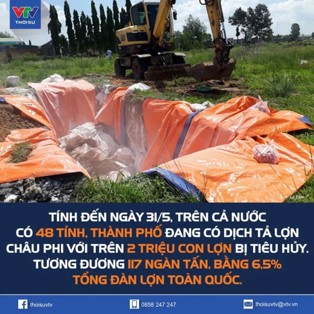 dịch tả lợn.webp