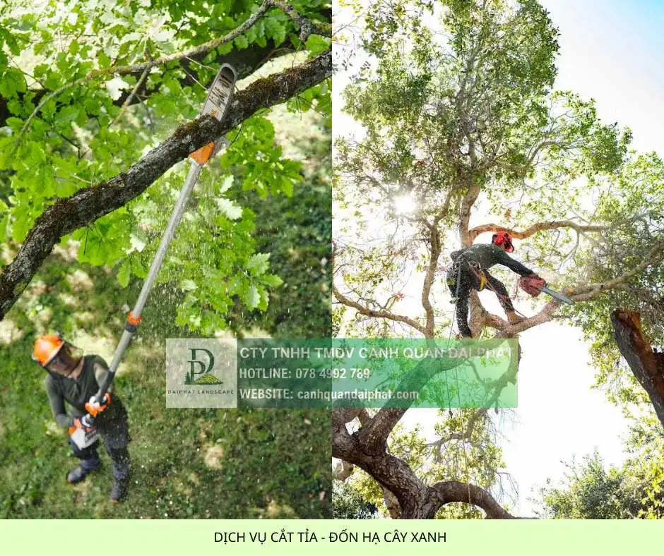 Dịch vụ cắt tỉa đốn hạ cây xanh 1.webp