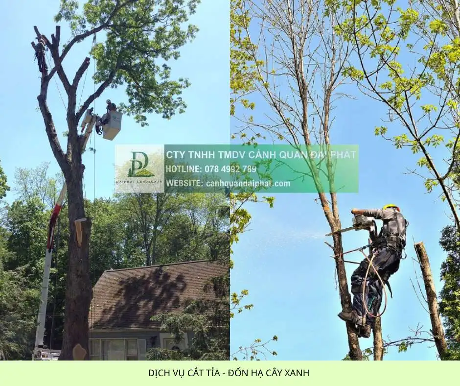 Dịch vụ cắt tỉa đốn hạ cây xanh 3.webp