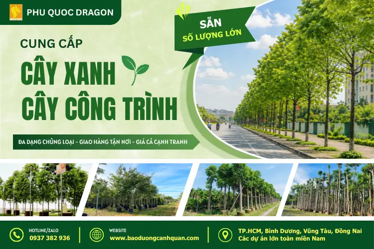 dich-vu-cung-cap-cay-xanh-tphcm.jpg.webp