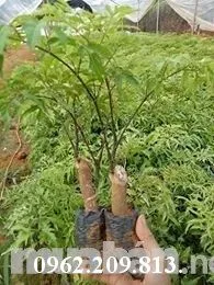 đinh lang1_result.webp