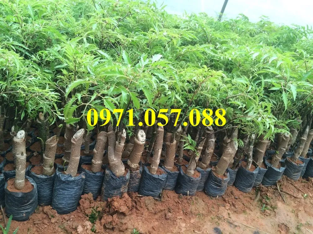 Đinh lăng1_result.webp