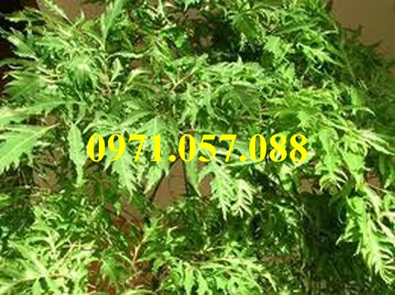 Đinh lăng22_result.webp