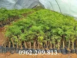 đinh lang2_result.webp