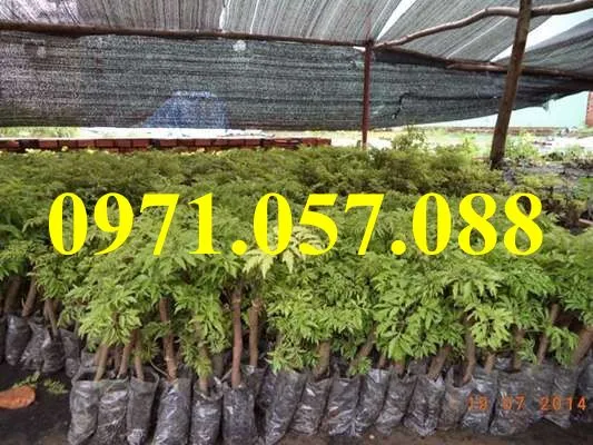 Đinh lăng33_result.webp