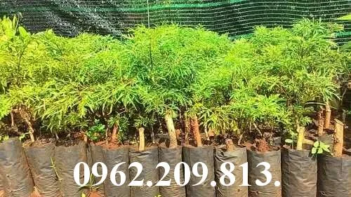 đinh lang3_result.webp