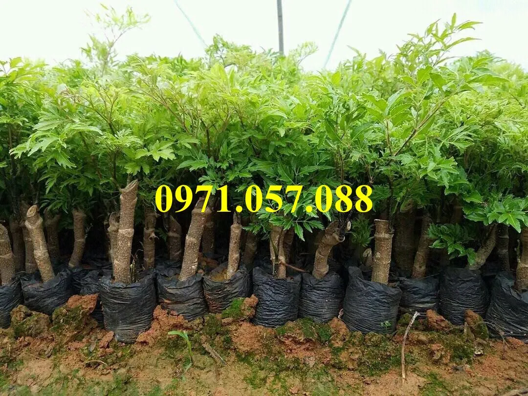 Đinh lăng5_result.webp