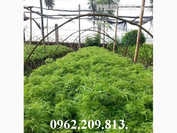 đinh lang_result.webp