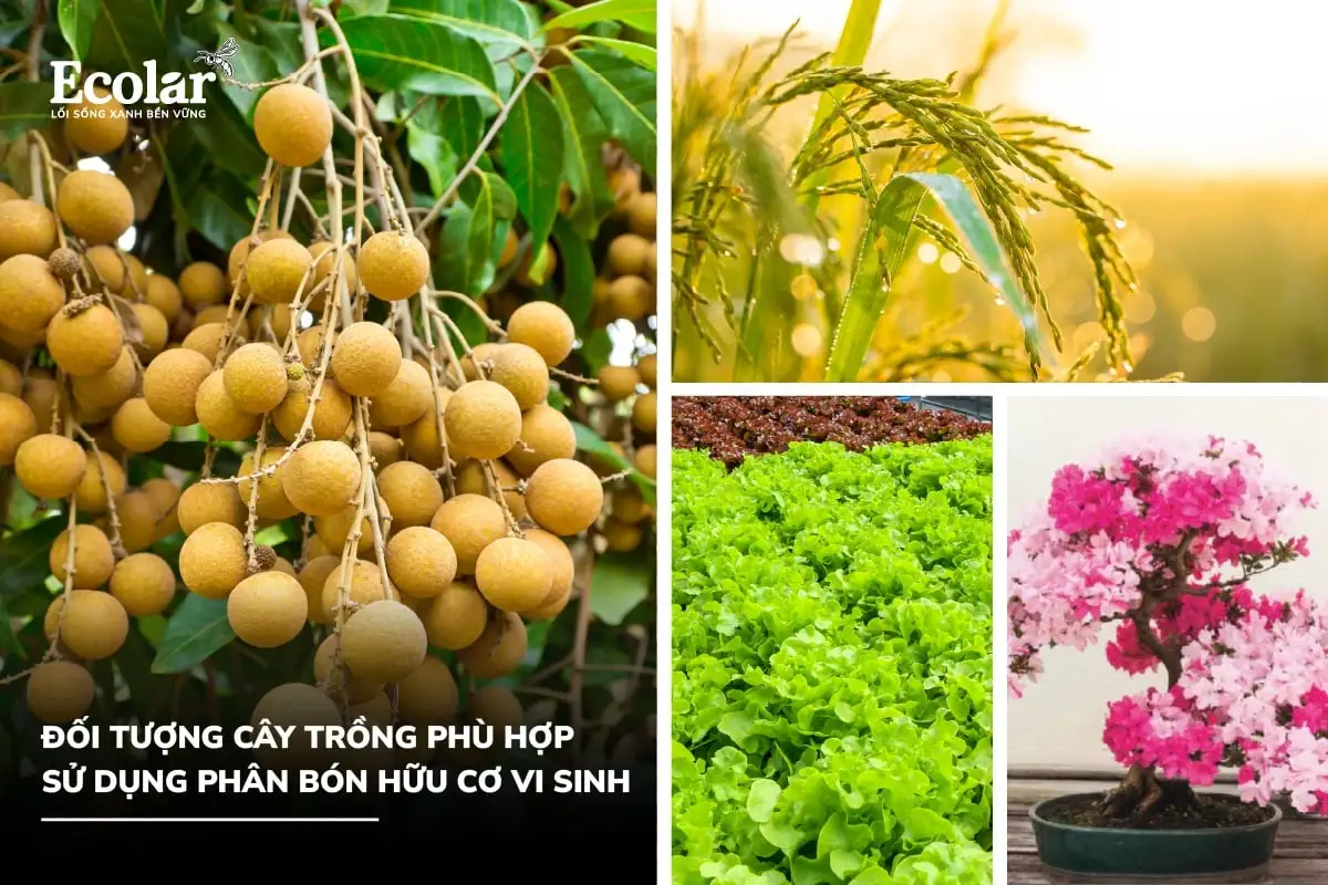 đối tượng phù hợp để bón.webp