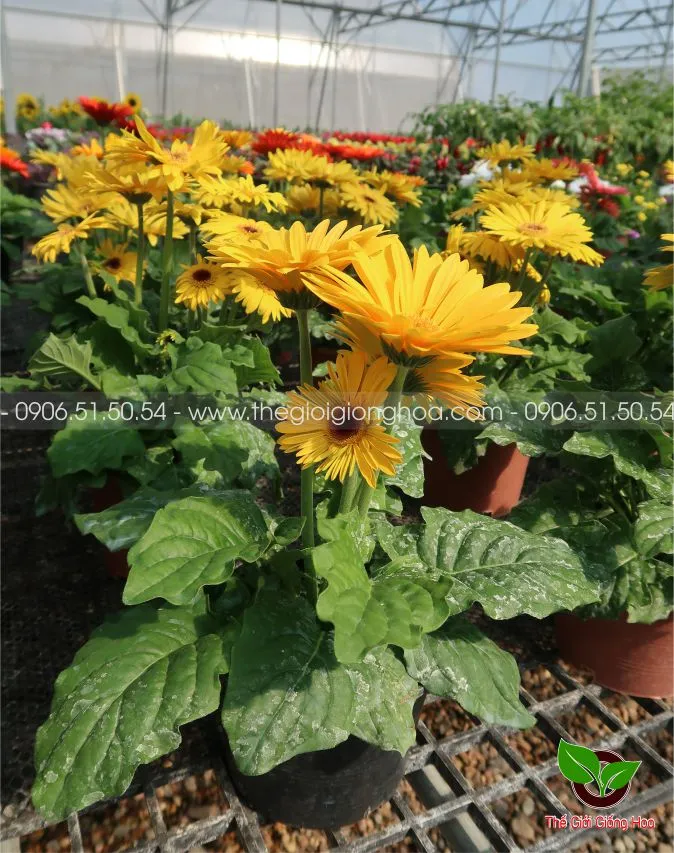 DONG TIEN LUN 10.webp