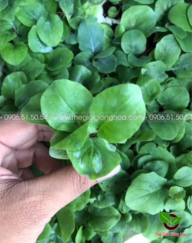 DONG TIEN LUN 11.webp