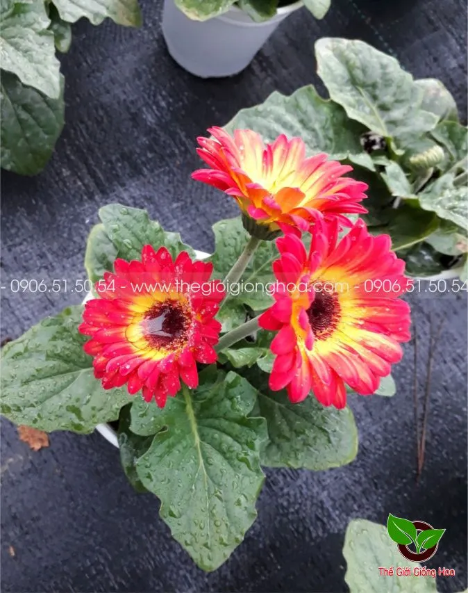 DONG TIEN LUN 14.webp