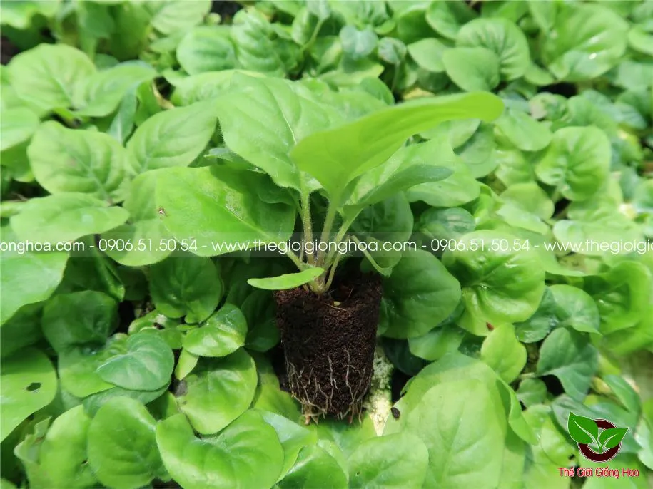 DONG TIEN LUN 15.webp