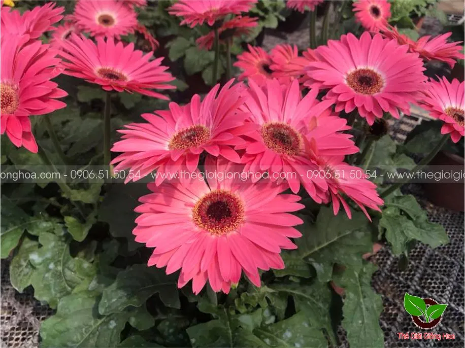 DONG TIEN LUN 2.webp