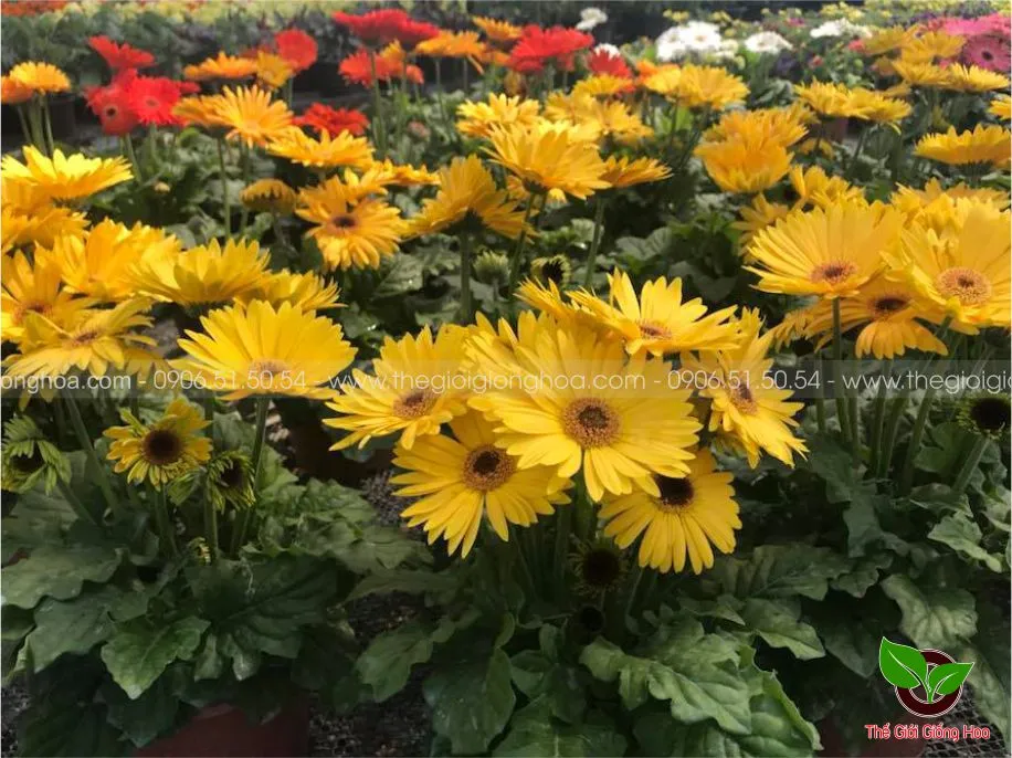 DONG TIEN LUN 3.webp