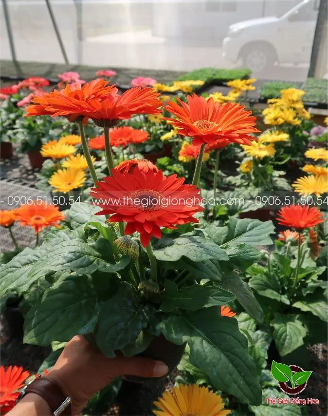 DONG TIEN LUN 5.webp