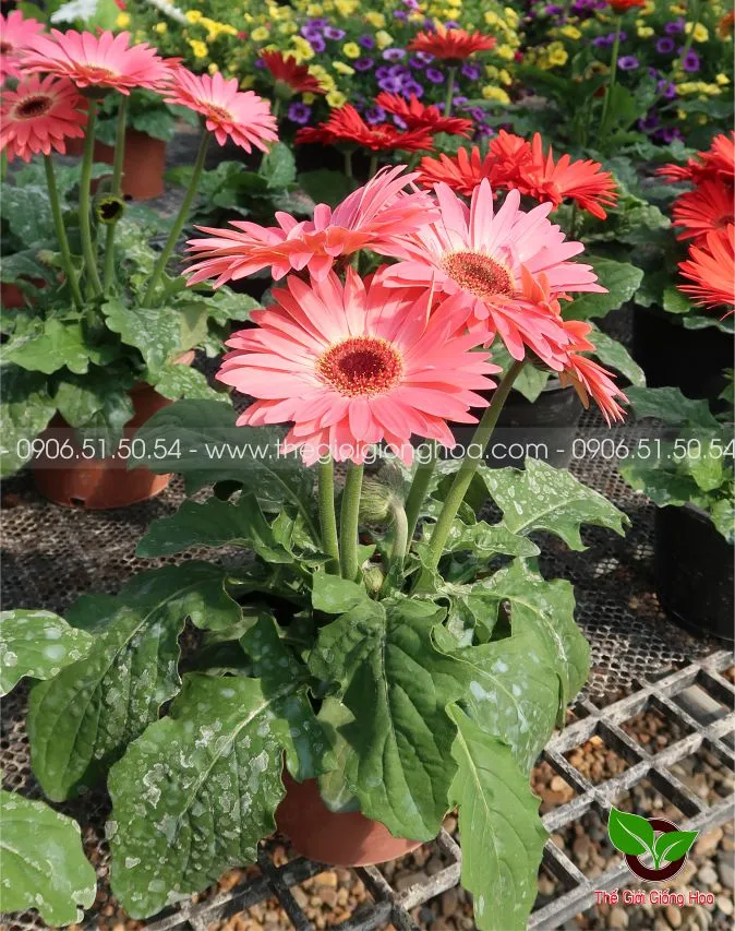 DONG TIEN LUN 7.webp