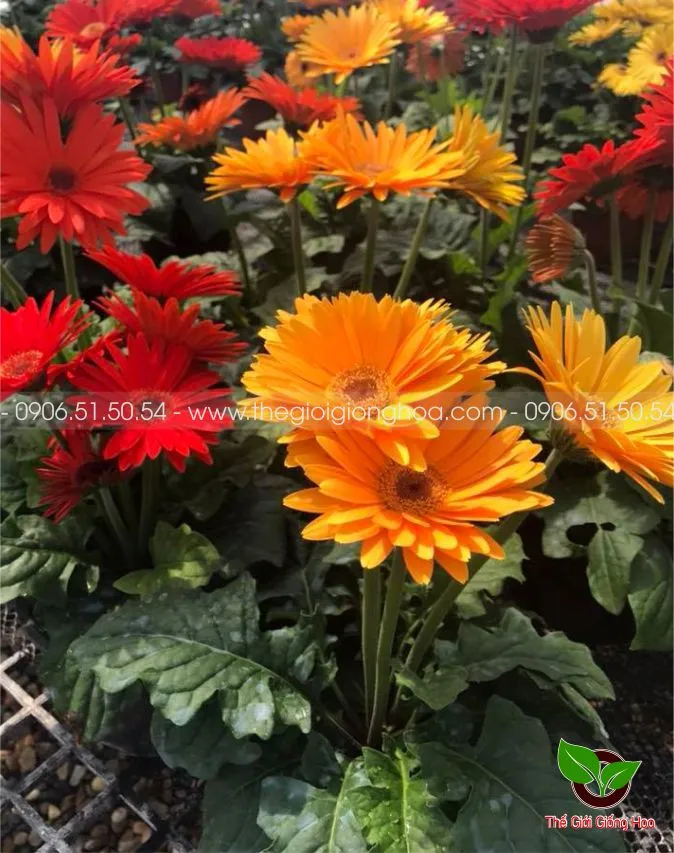 DONG TIEN LUN 8.webp