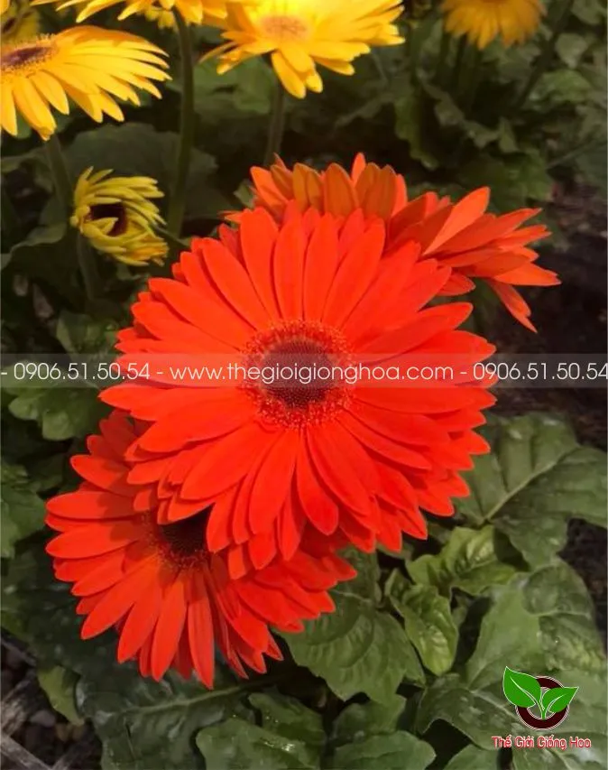 DONG TIEN LUN 9.webp