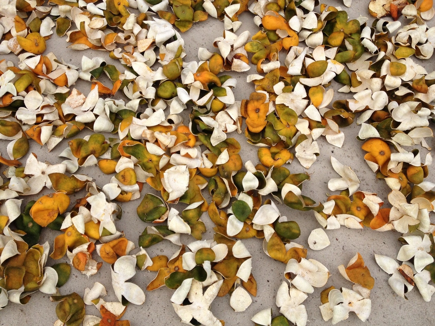 Drying-orange-peel-2-Copy.webp
